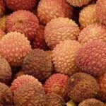 Litchi